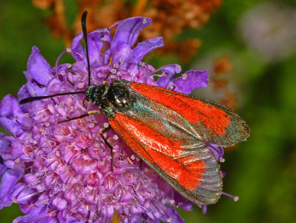 Zygaena purpuralis ??